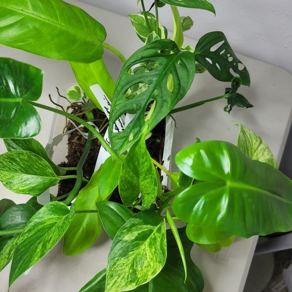 Starter plants nice selection of 7 fresh cut plant with nodes and or air roots - Picture 2 of 11